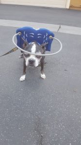 Angel Egon Blind Boston Terrier Halo