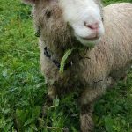 Blinky Hope Blind Sheep Halo