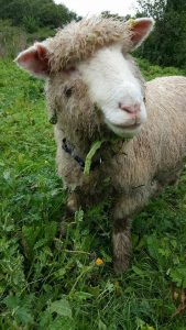 Blinky Hope Blind Sheep Halo