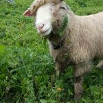 Blinky Hope Blind Sheep Halo