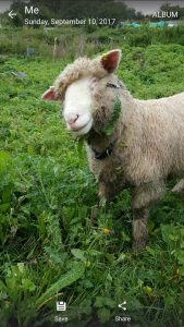 Blinky Hope Blind Sheep Halo