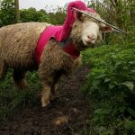 Blinky Hope Blind Sheep Halo