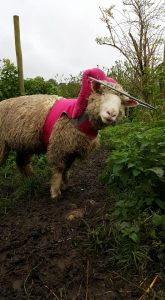 Blinky Hope Blind Sheep Halo