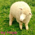 Blinky Hope Blind Sheep Halo
