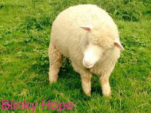 Blinky Hope Blind Sheep Halo
