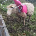 Blinky Hope Blind Sheep