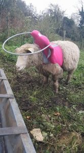 Blinky Hope Blind Sheep
