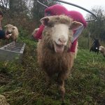 Blinky Hope Blind Sheep Halo