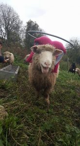 Blinky Hope Blind Sheep Halo