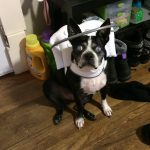Blind Boston Terrier bumper