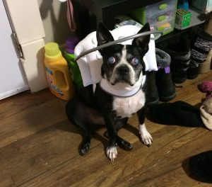 Blind Boston Terrier bumper