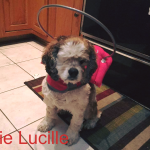Ellie Lucille Blind Cocker Spaniel Halo