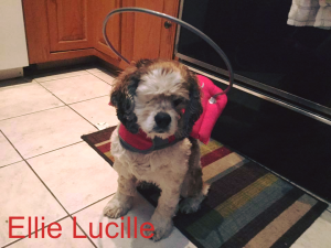 Ellie Lucille Blind Cocker Spaniel Halo