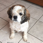 Ellie Lucille Blind Cocker Spaniel Halo