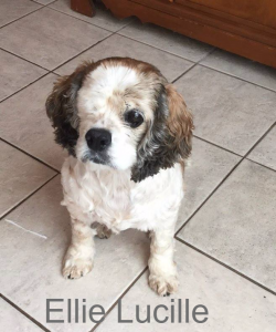 Ellie Lucille Blind Cocker Spaniel Halo