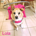 Lola Blind Corgi Mix Halo