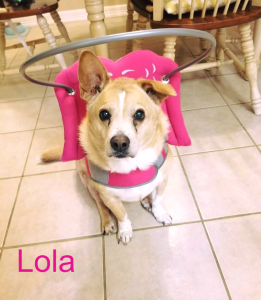 Lola Blind Corgi Mix Halo