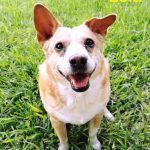 Lola Blind Corgi Mix Halo