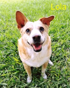 Lola Blind Corgi Mix Halo