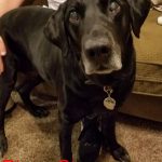 Ringo Starr Blind Black Lab Halo
