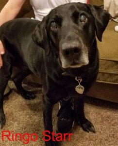 Ringo Starr Blind Black Lab Halo