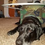 Ringo Starr Blind Black Lab Halo