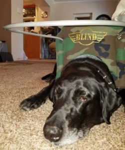 Ringo Starr Blind Black Lab Halo