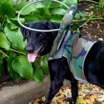 Ringo Starr Blind Black Lab Halo