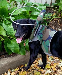 Ringo Starr Blind Black Lab Halo