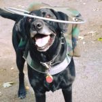 Ringo Starr Blind Black Lab Halo