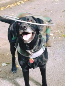 Ringo Starr Blind Black Lab Halo