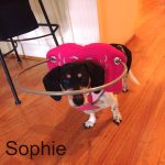 Sophie Blind Doxy Halo