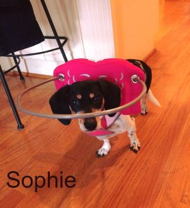 Sophie Blind Doxy Halo