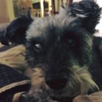 Tootsie Blind Schnauzer Halo