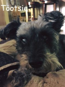 Tootsie Blind Schnauzer Halo