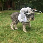 Tootsie Blind Schnauzer Halo