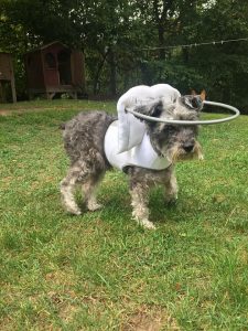 Tootsie Blind Schnauzer Halo