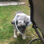 Tootsie Blind Schnauzer Halo