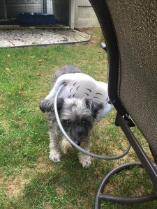 Tootsie Blind Schnauzer Halo