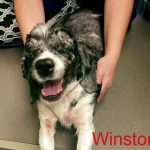 Winston Blind Cocker Spaniel Halo