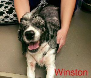 Winston Blind Cocker Spaniel Halo