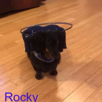 Rocky Blind Dachshund Halo