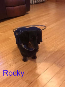 Rocky Blind Dachshund Halo