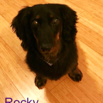 Rocky Blind Dachshund Halo