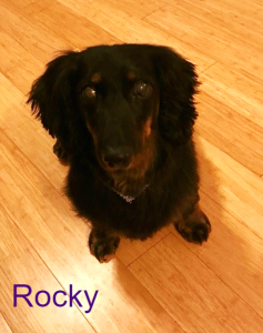 Rocky Blind Dachshund Halo