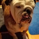 SARDS English Bulldog halo bumper