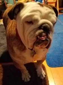 SARDS English Bulldog halo bumper