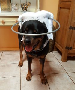 Oso Blind Rottweiler Halo Bumper