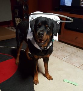 Oso Blind Rottweiler Halo Bumper