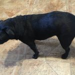 Kobe Blind Pug Halo Bumper